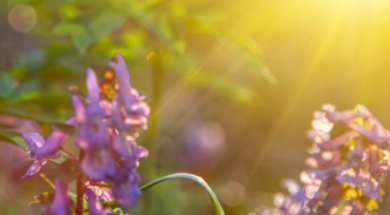 Choose Hope: Journey Through Lent