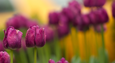 NYC tulips